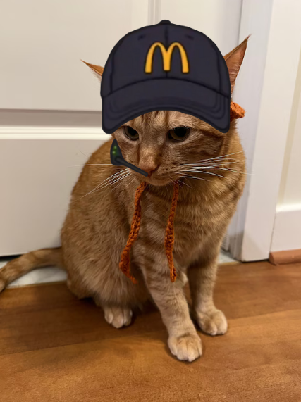 Bucket Coin Cat 1