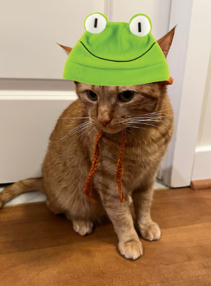 Bucket Coin Cat 2